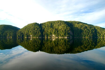 British columbia trees nature