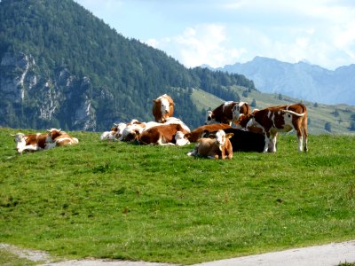 Kuehe-Nussdorf-2015-08-04-1