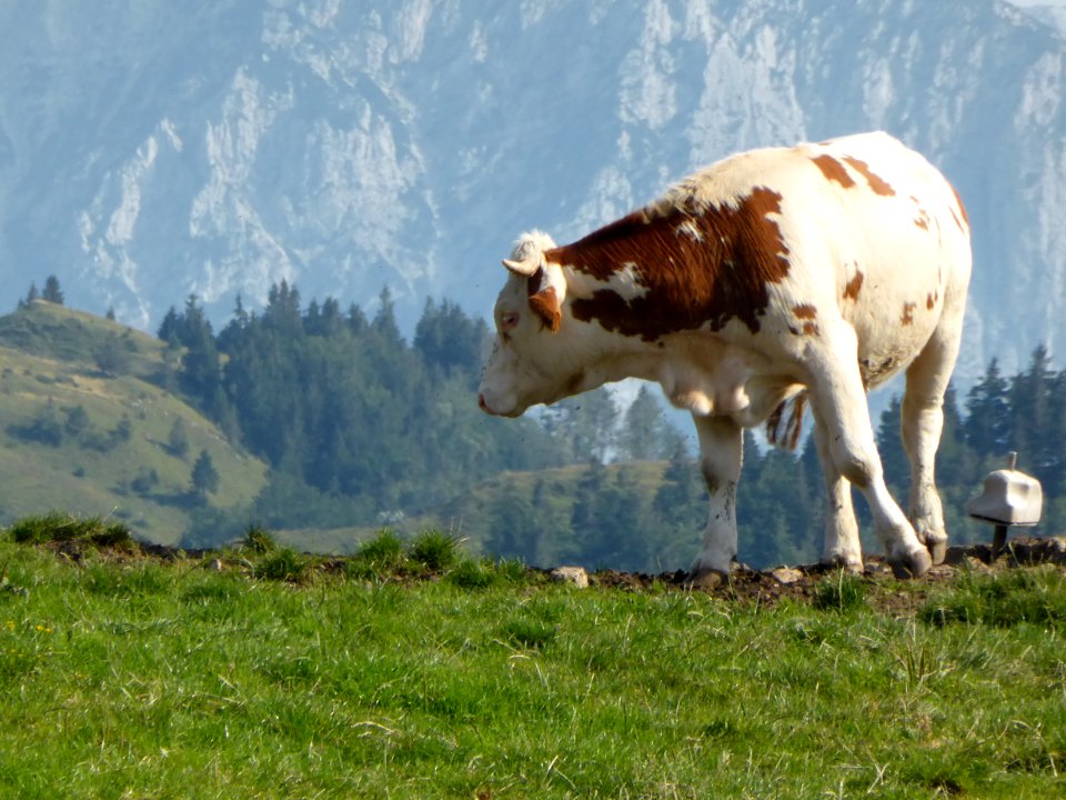 Kuehe-Nussdorf-2015-08-04-4