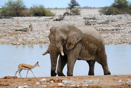 National park safari elephant photo