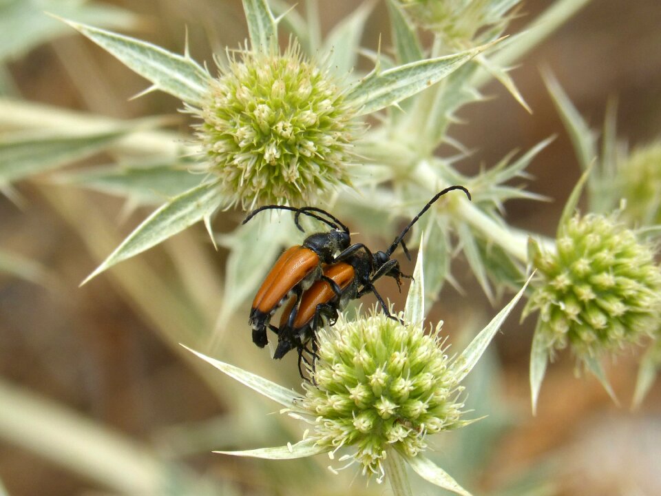 Insects mating antennas wild flower