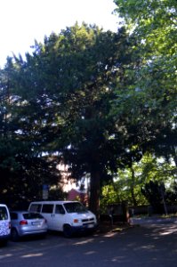 Kronberg, Eibe am Burgparkplatz