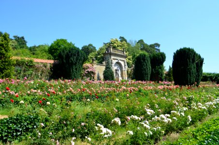 Kronberg, Rosarium im Park von Schloss Friedrichshof (5)