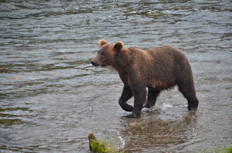 Brooks fall bear alska