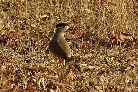 Lapwing wildlife avian photo