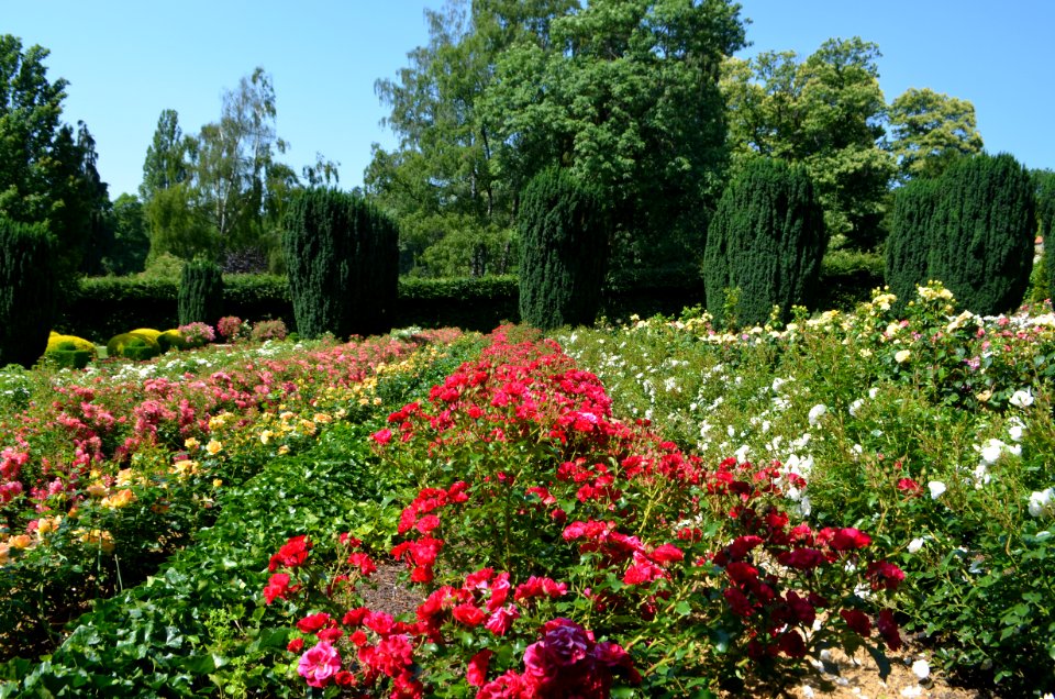 Kronberg, Rosarium im Park von Schloss Friedrichshof (1)