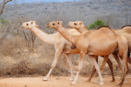 Africa kenya camel