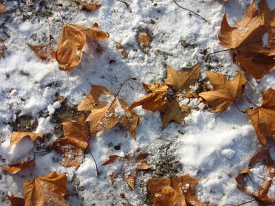 Winter nature wintry