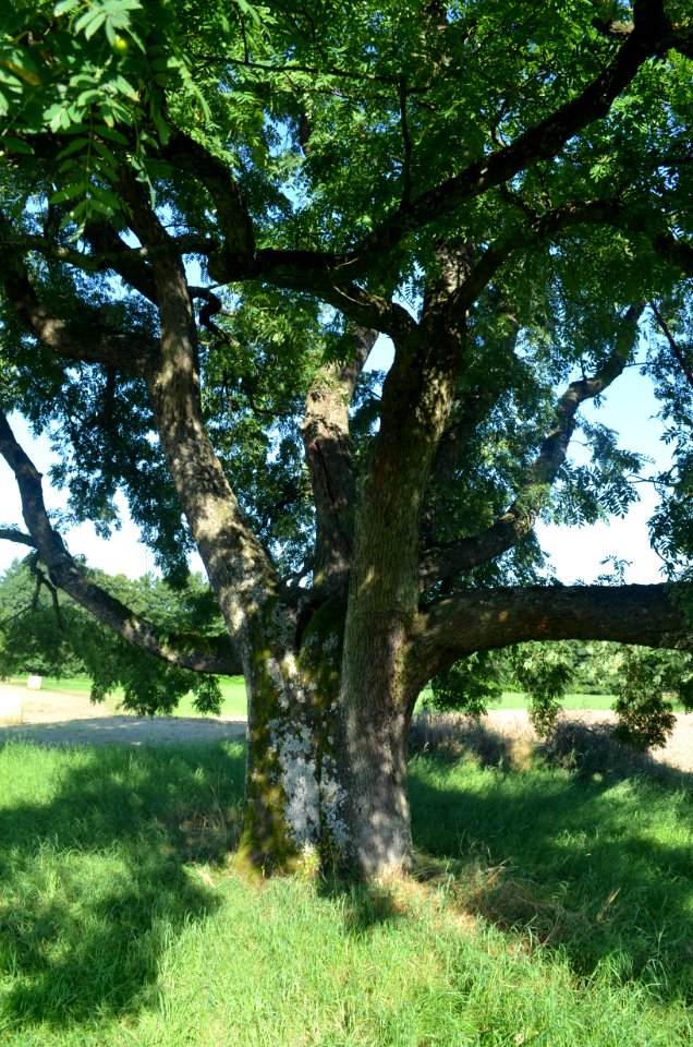 Kronberg, Speierling im Schanzenfeld (1)