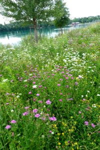 Kronthaler Weiher Erding 2