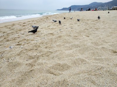 Kumsalda güvercinler photo