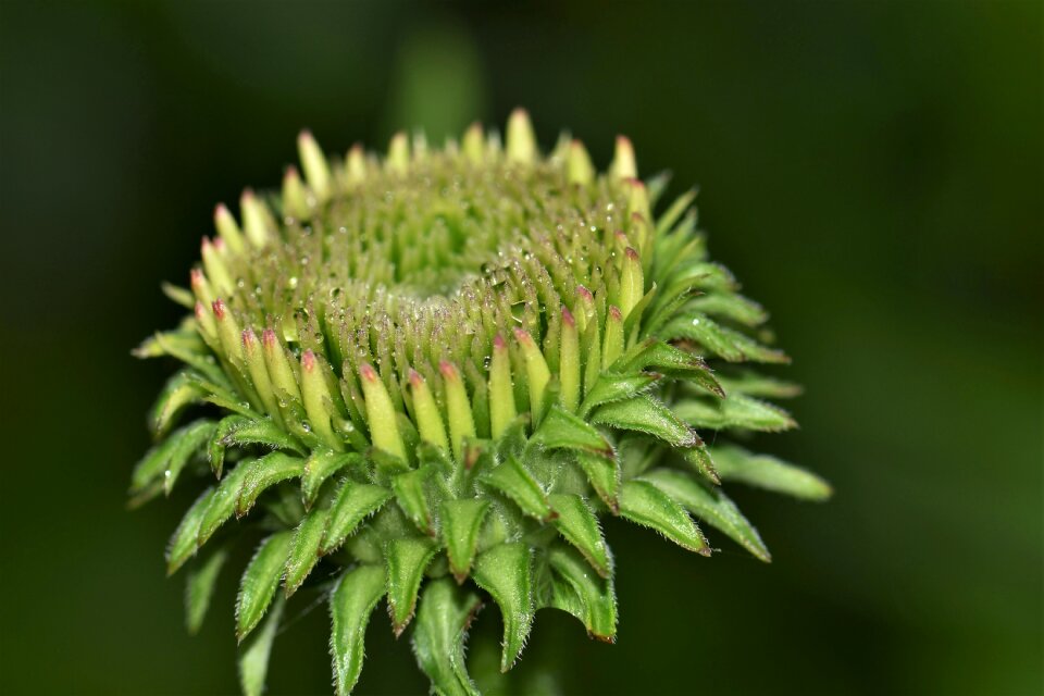 Flower echinacea purpurea bloom