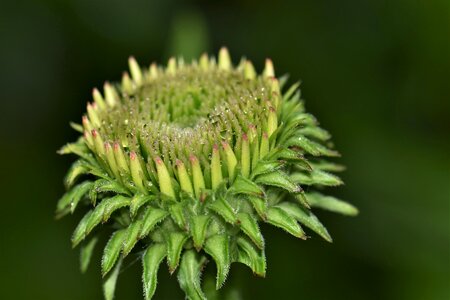 Flower echinacea purpurea bloom