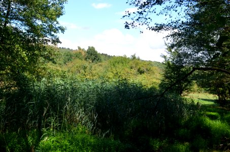 Kronberg, NSG Hinterste Neuwiese bei Kronberg (2)