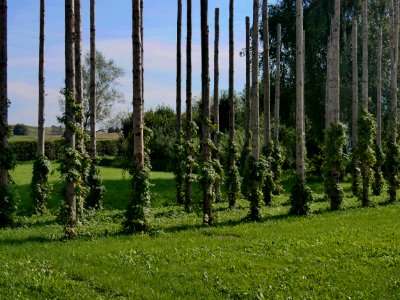 KuernbachHopfenH1a