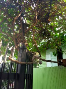 Kudi Chin community - 2017-02-25 (032)
