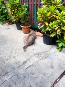 Kudi Chin kitty - 2017-02-25 (007)