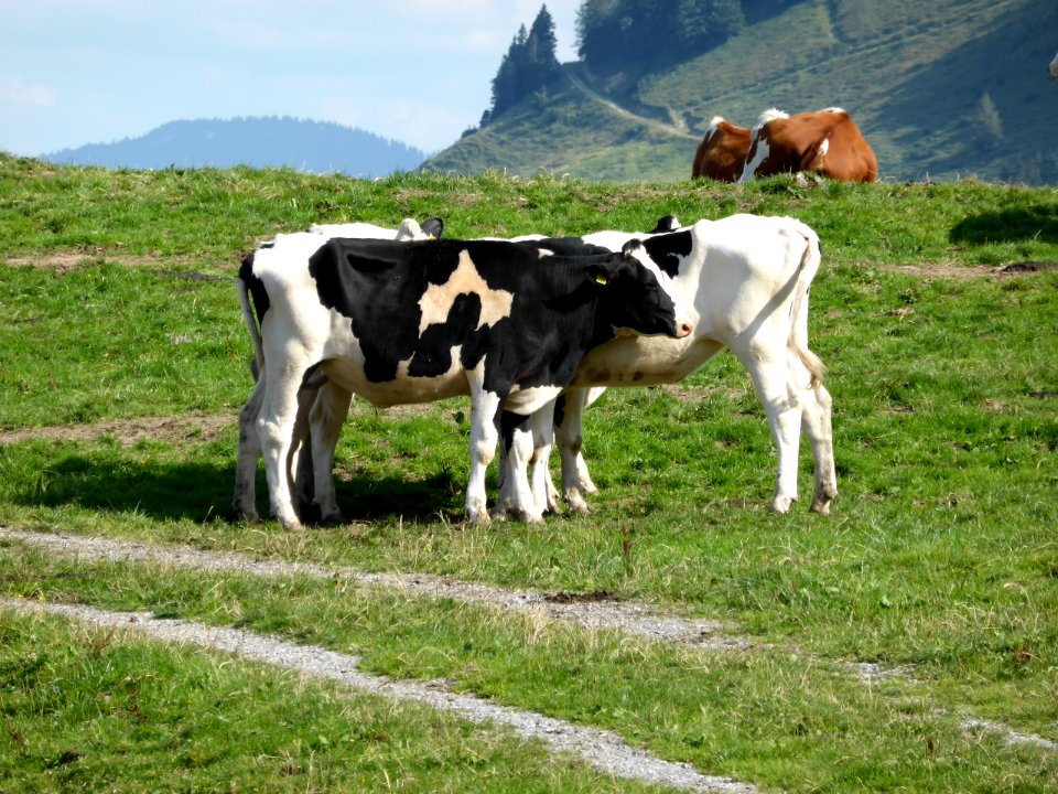 Kuehe-Nussdorf-2015-08-04-2