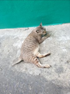 Kudi Chin kitty - 2017-02-25 (012)