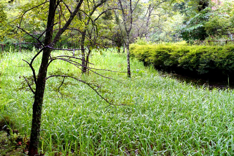 Kumoba-ike - Karuizawa, Japan - DSC02140