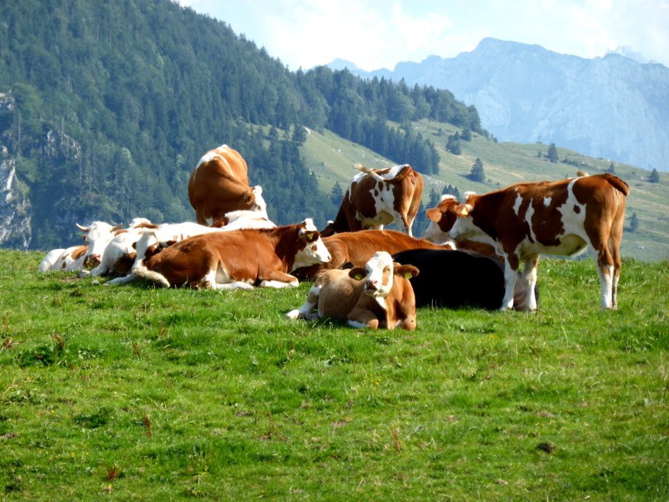 Kuehe-Nussdorf-2015-08-04-3