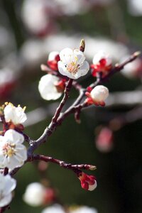 Nature peach blossom flower photo