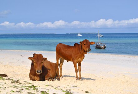 Beach sea cows photo