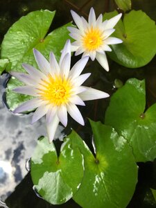 Water-lily nymphaea wetland