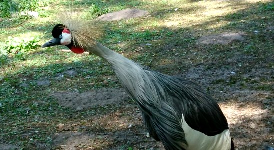 Kronenkranich (Balearica regulorum), captive, Walsrode