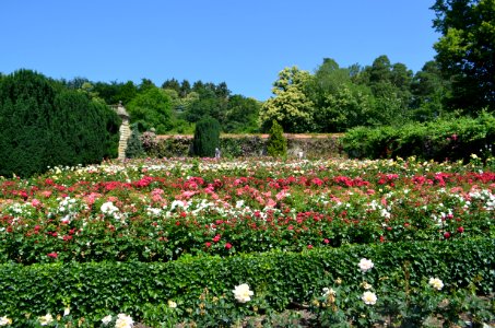 Kronberg, Rosarium im Park von Schloss Friedrichshof (6) photo