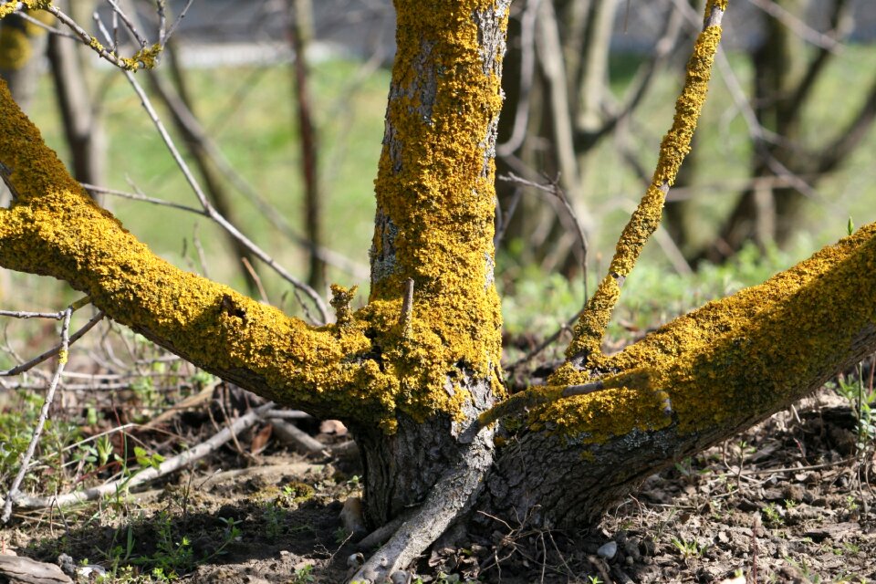 Plant nature forest