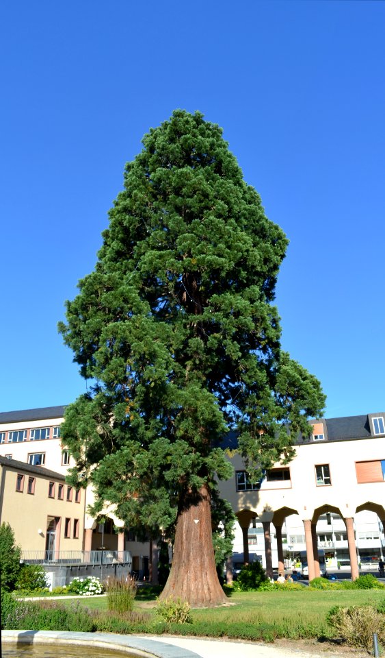 Kronberg, Schulgarten, Naturdenkmal