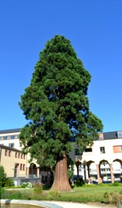 Kronberg, Schulgarten, Naturdenkmal