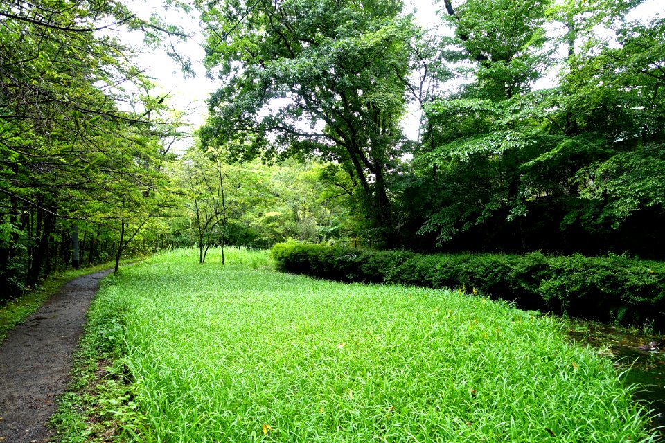 Kumoba-ike - Karuizawa, Japan - DSC02130