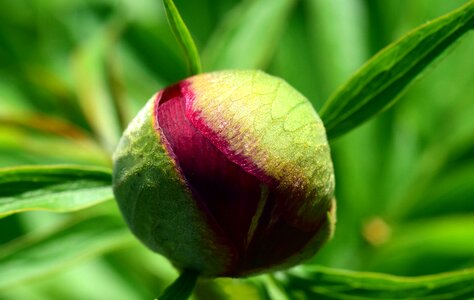 Nature spring blossom