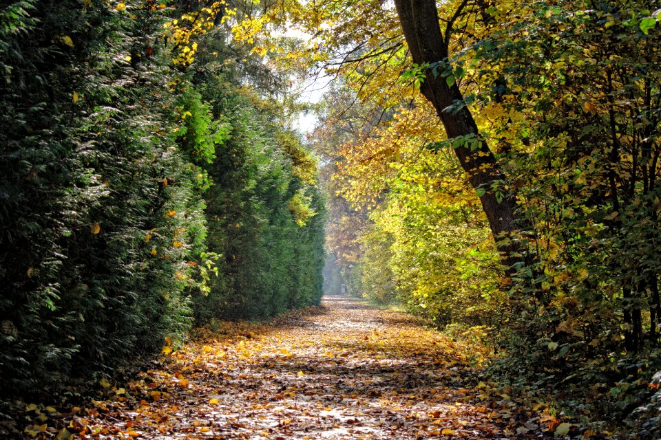 Forest nature leaves