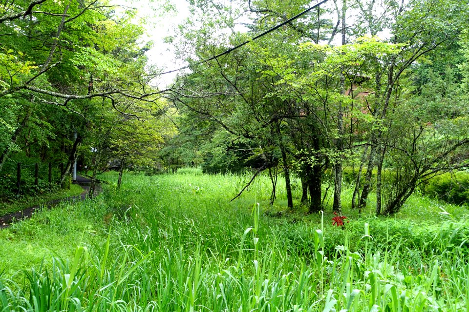 Kumoba-ike - Karuizawa, Japan - DSC02145
