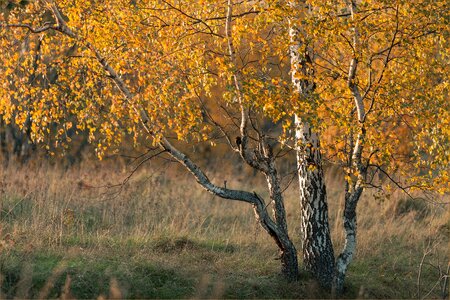 Autumn leaf living nature yellow photo