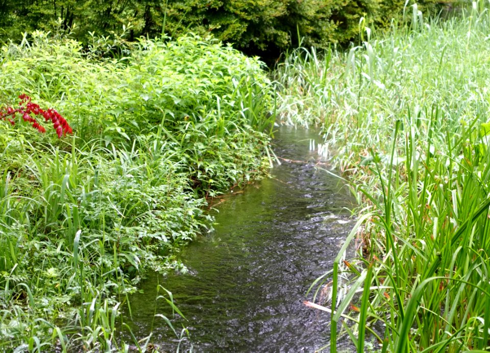 Kumoba-ike - Karuizawa, Japan - DSC02161