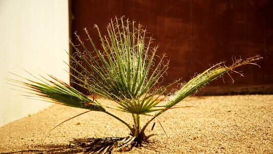 Plant seedling cycads