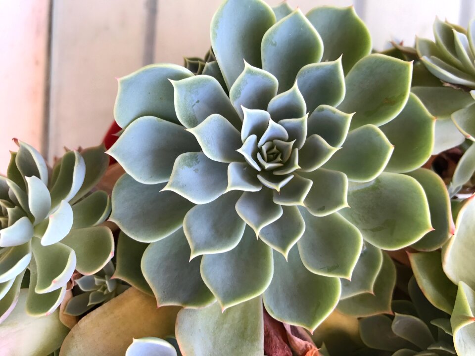 Botanical garden foliage