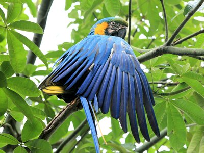 Bird beak colorful photo