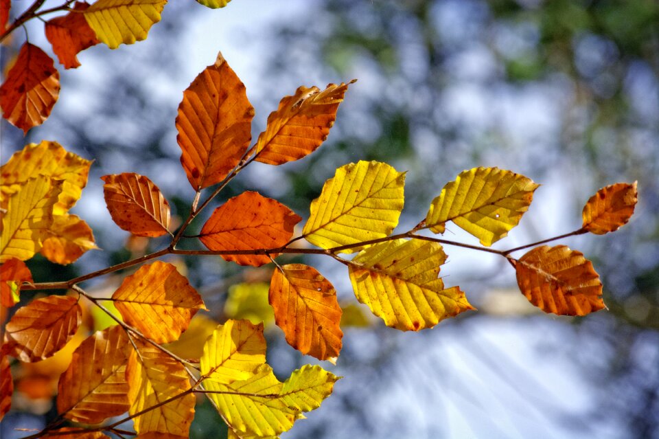 Fall leaves orange beech leaves photo