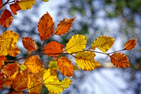 Fall leaves orange beech leaves