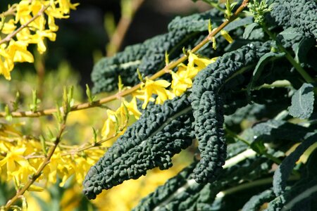 Yellow flower green green leaf