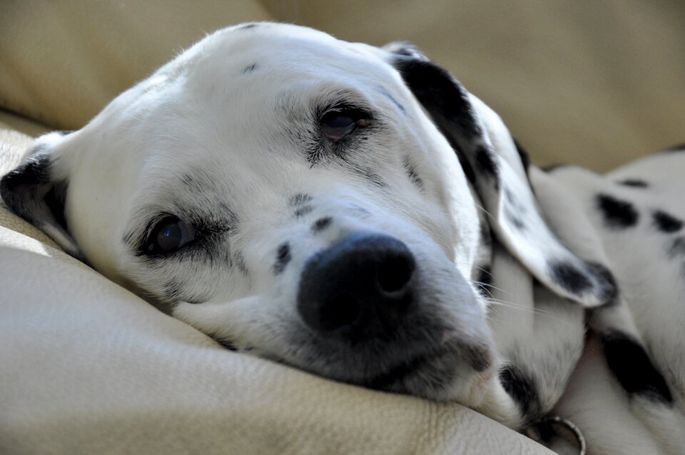Dog head dog breed elegant
