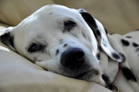 Dog head dog breed elegant