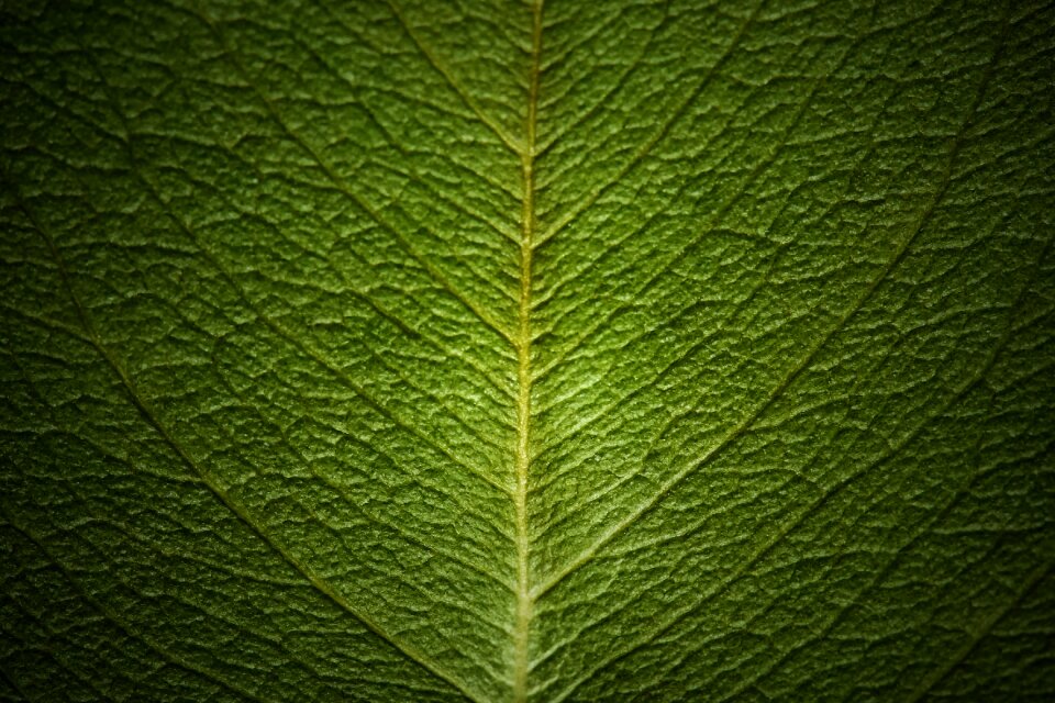 Vein the leaves leaf