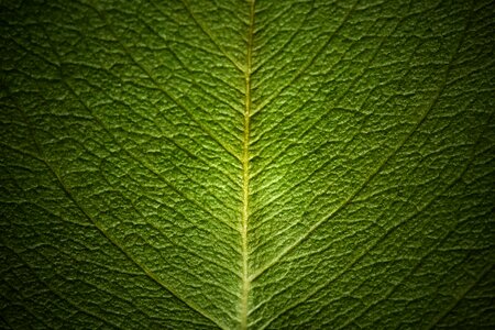 Vein the leaves leaf
