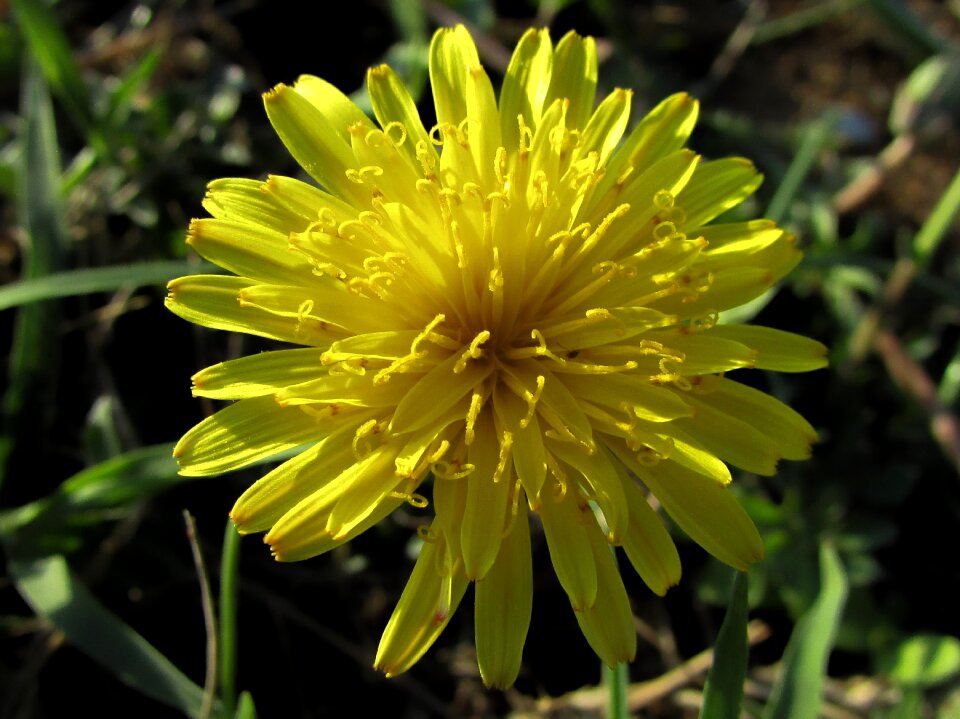 Plant flora yellow flowers